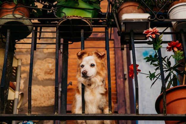 Photo portrait of a dog looking away from the balcony in italy