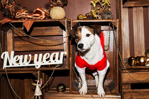 Foto ritratto di un cane che guarda lontano a casa