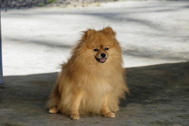 Photo portrait of dog looking away while sitting on footpath