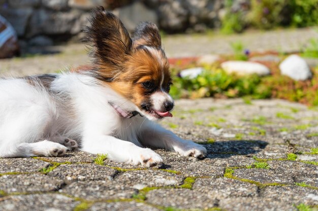 遠くを見回す犬の肖像画