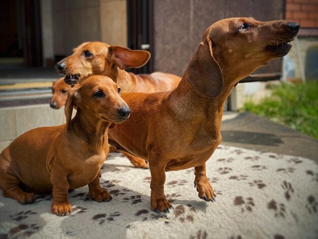 Foto ritratto di un cane che guarda da un'altra parte