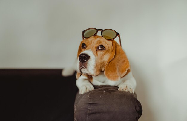 遠くを見回す犬の肖像画