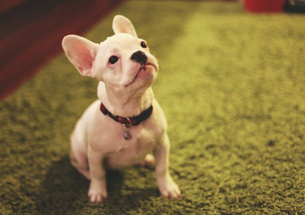 Photo portrait of a dog looking away