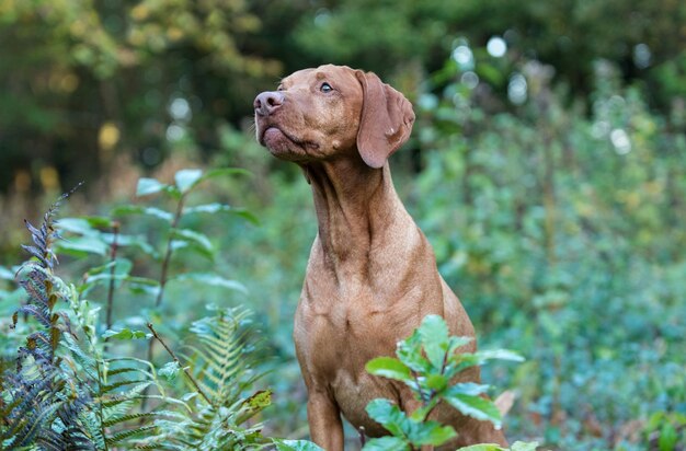 Foto ritratto di un cane che guarda da un'altra parte