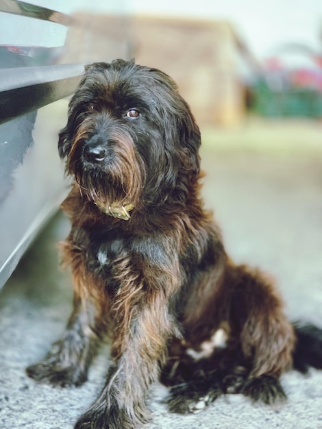 Portrait of a dog looking away