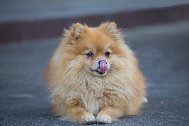 Photo portrait of dog looking away