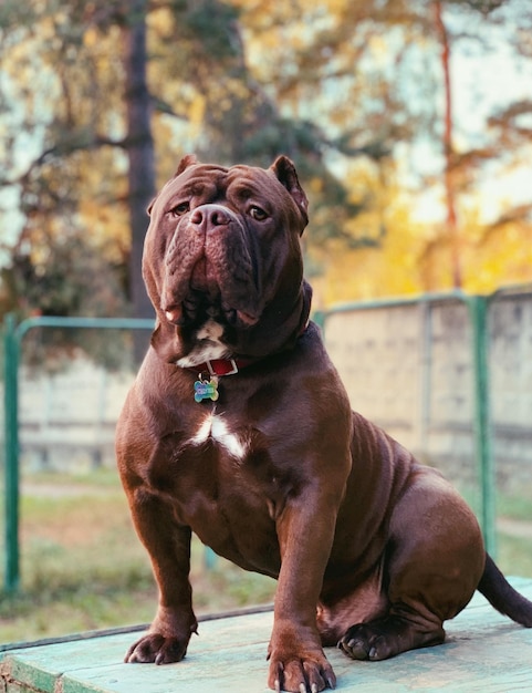 Foto ritratto di un cane che guarda da un'altra parte