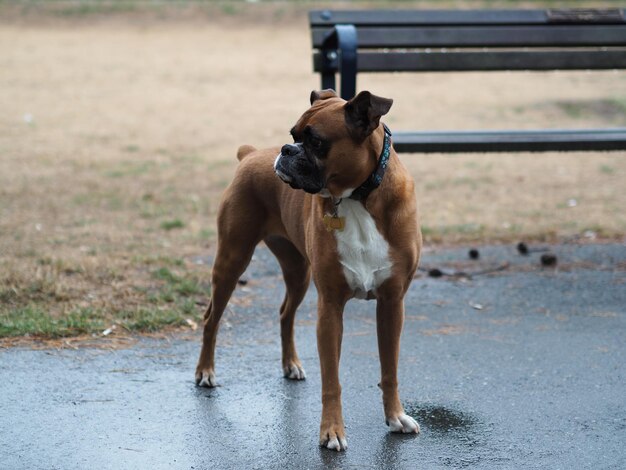 Photo portrait of dog looking away