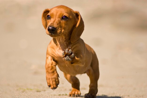 Photo portrait of dog looking away