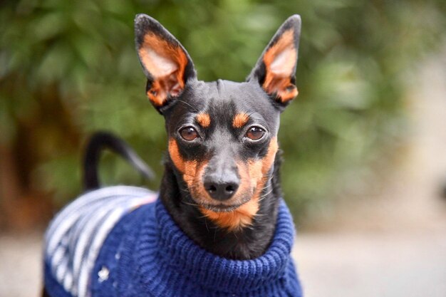 Photo portrait of dog looking at camera