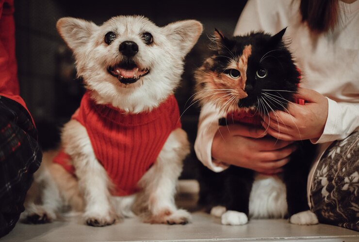 Photo 카메라 를 바라보는 개 의 초상화