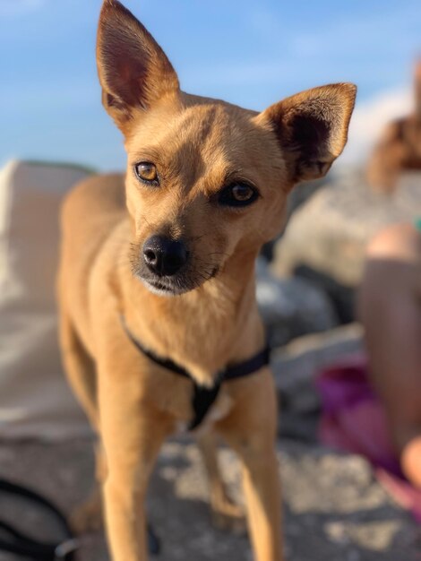 Portrait of dog looking at camera