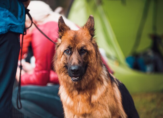 Photo portrait of dog looking at camera