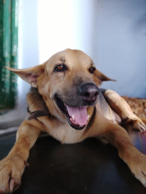 Portrait of dog looking at camera