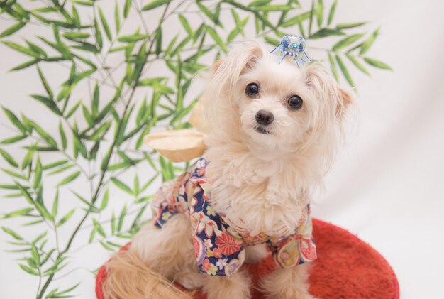 Portrait of dog looking at camera