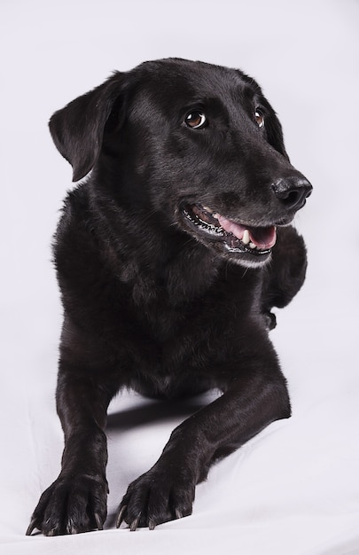 portrait of a dog looking quizzical and defiant