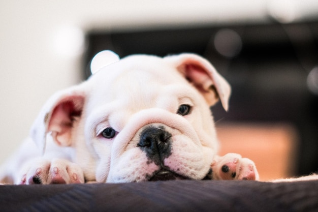 家でベッドに横たわっている犬の肖像画