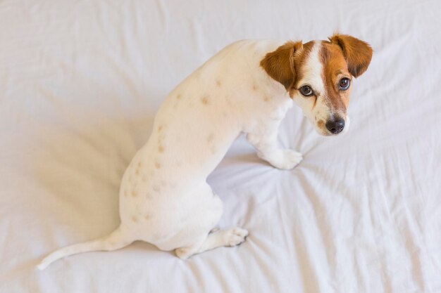 Portrait of dog lying on bed