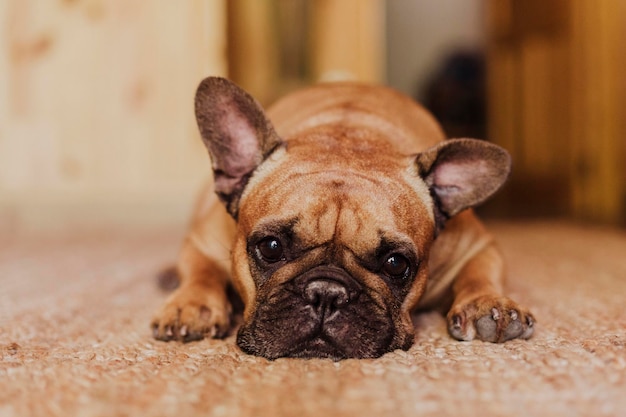 マットに横たわっている犬の肖像画