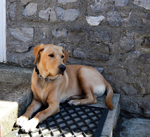 Photo portrait of dog lying down