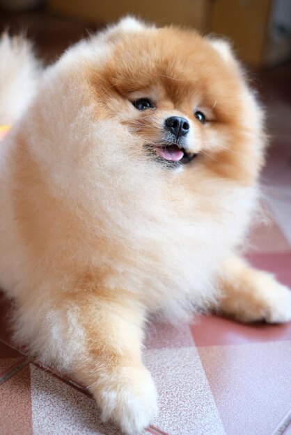 Photo portrait of a dog lying down