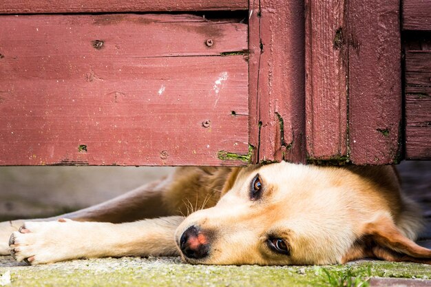 Portrait of dog lying under fence