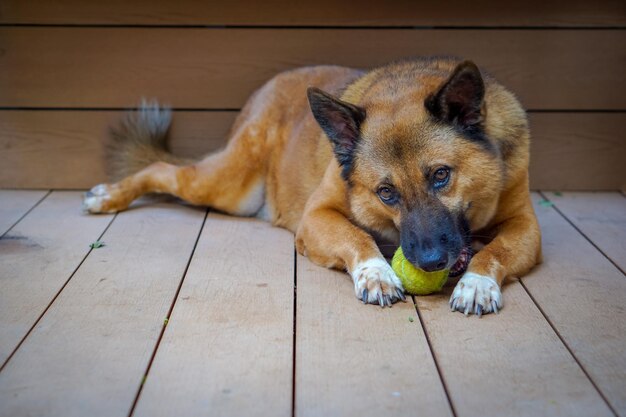 Portrait of dog lying on floor