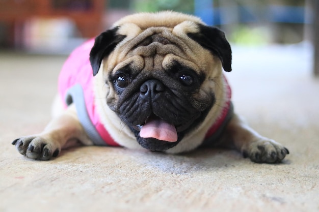 Photo portrait of dog lying on floor