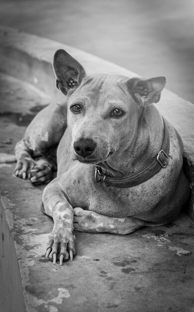 Portrait of dog lying on floor