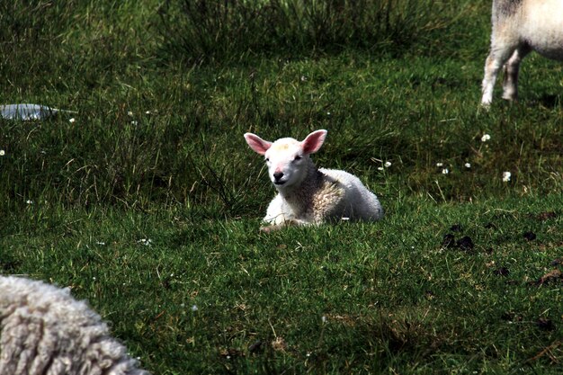 Photo portrait of dog lying on grass