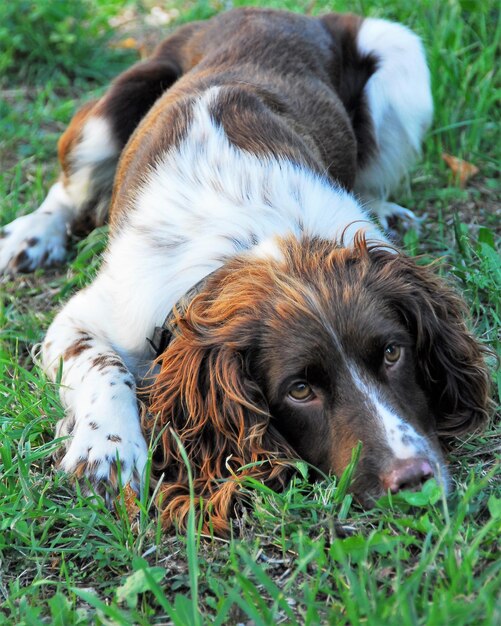 Foto ritratto di un cane sdraiato sull'erba