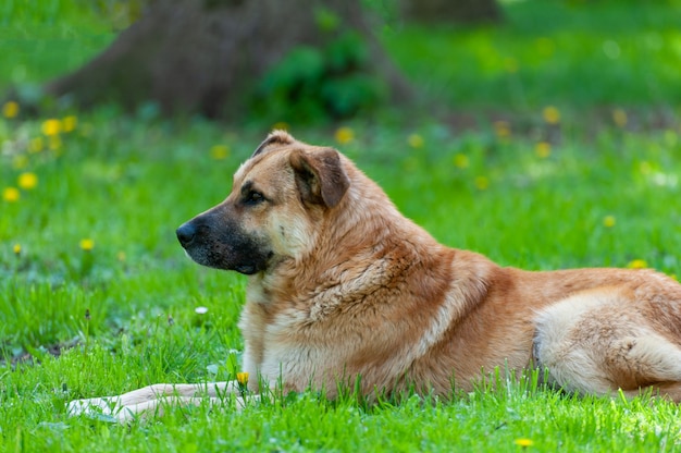 Portrait of a dog lying on the grass