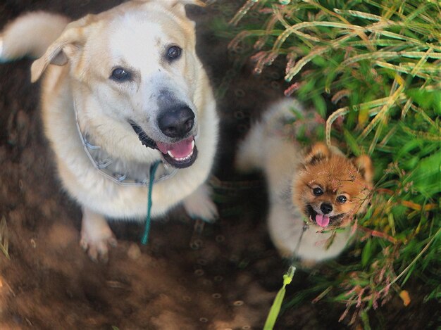 Foto ritratto di un cane sdraiato a terra