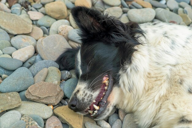 笑顔と目を閉じて海の小石の上に横たわっている犬の肖像画。