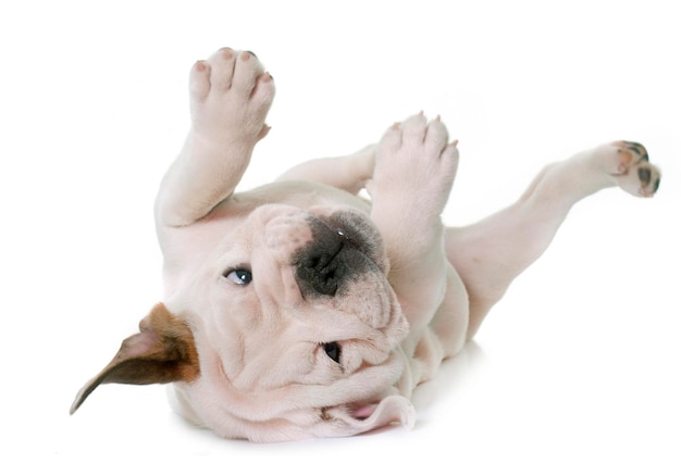 Photo portrait of dog lying on white background