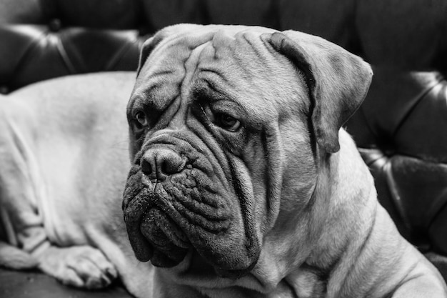 Portrait of a dog mastiff