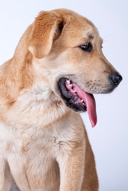 portrait of dog mastin sticking out his tongue 