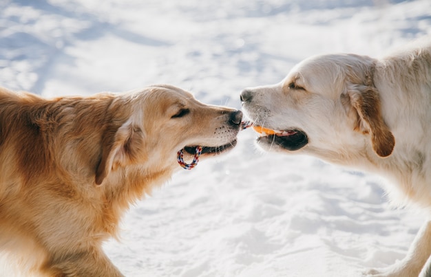 Portrait of a dog outdoors in winter. two young golden retriever playing in the snow in the park. Tug toys