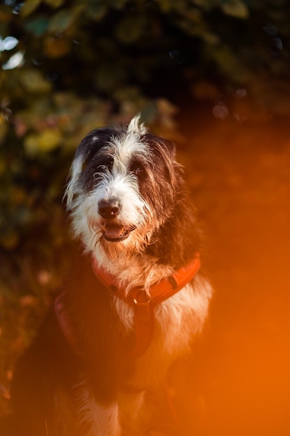 Foto ritratto di un cane all'aperto