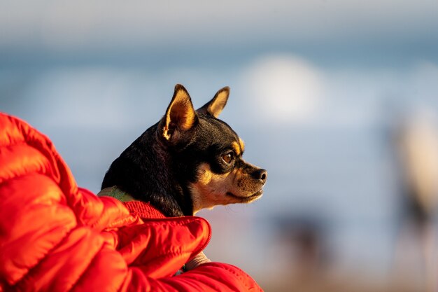 portrait of a dog in owner arms