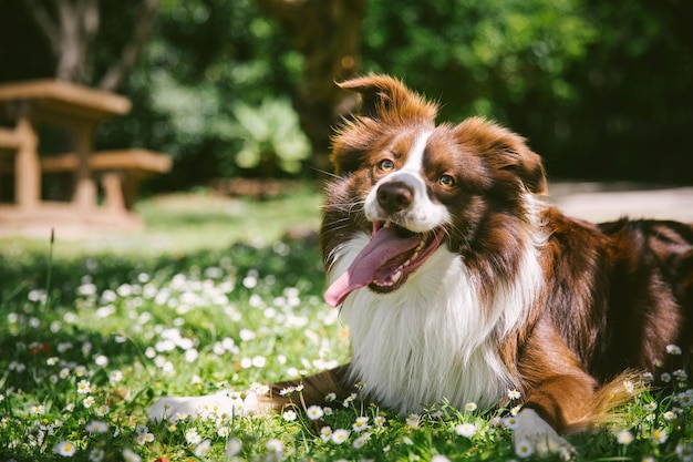 公園の犬の肖像画