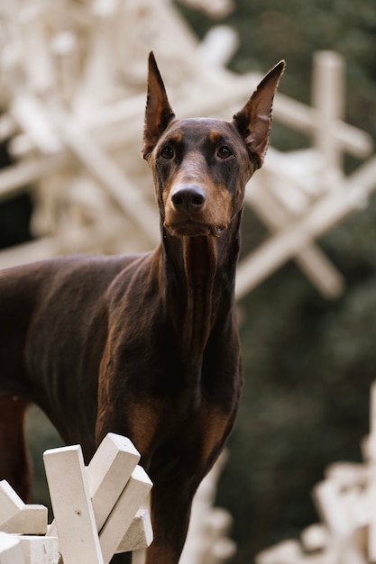 公園で犬の肖像画