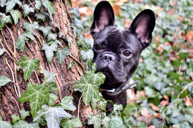 Foto ritratto di un cane alle piante