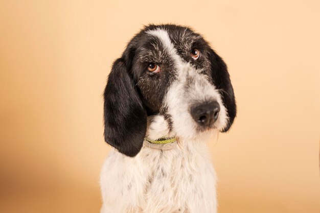 養子組のためにポーズをとっている犬の肖像画