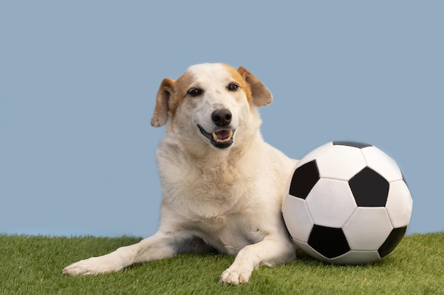 Foto ritratto di un cane in posa con il pallone da calcio