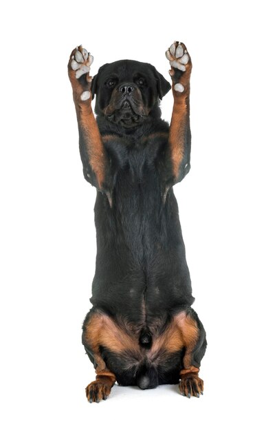 Photo portrait of dog rearing up against white background