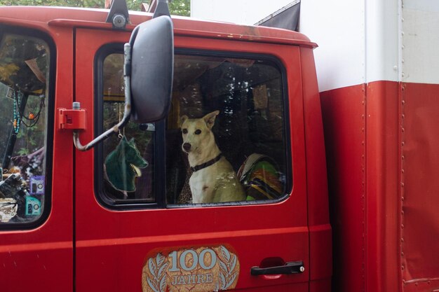 Photo portrait of dog in red semi-truck seen through window