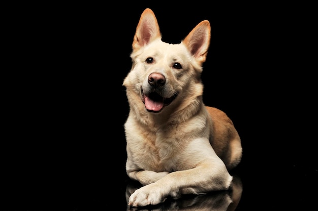 黒い背景でリラックスしている犬の肖像画