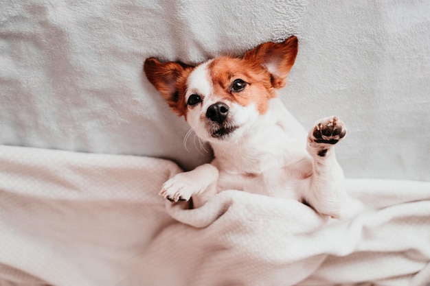家のベッドでリラックスしている犬の肖像画