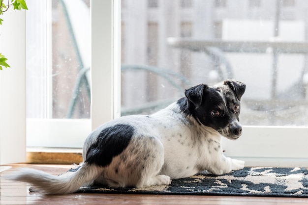 Photo portrait of dog relaxing by window